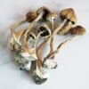 Cubensis