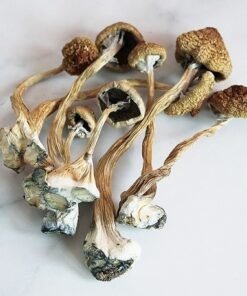 Cubensis