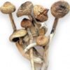 Psilocybe Azurescens