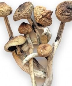 Psilocybe Azurescens